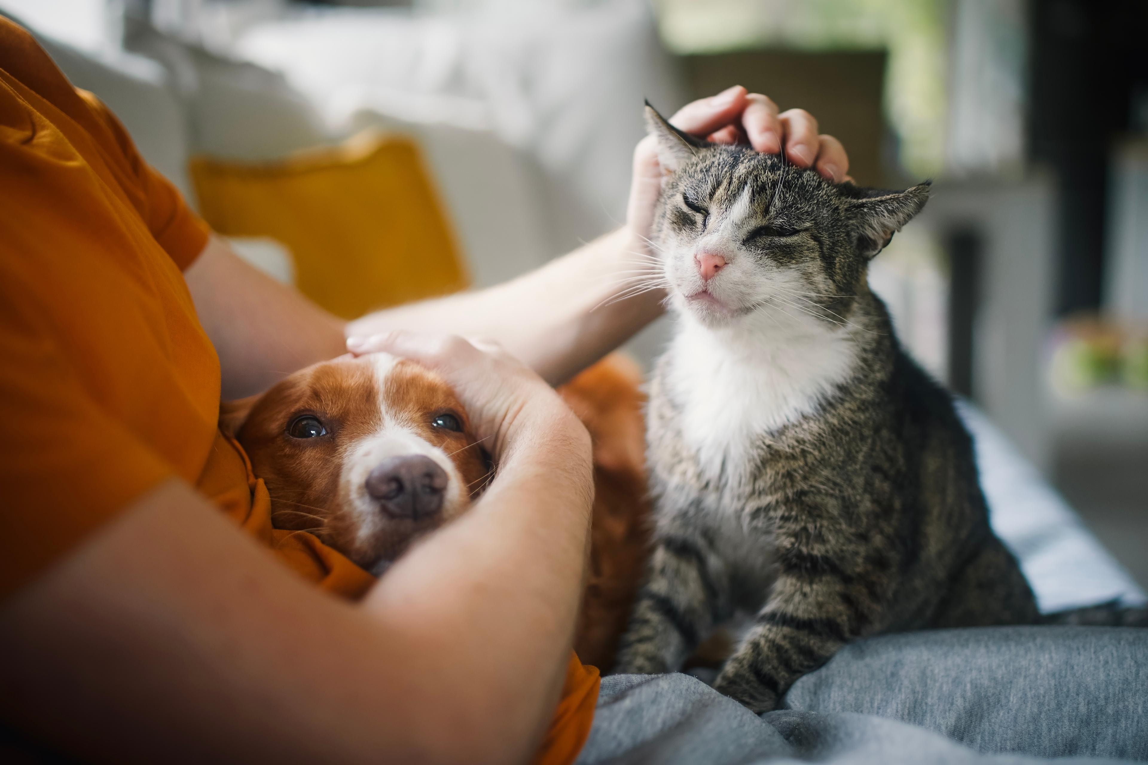 Image of a cat and dog.